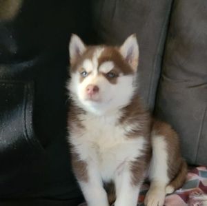 Meet your Posher, Gary